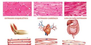 Quest Es Sobre Tecido Muscular Gabarito Resumo