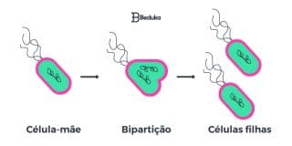 TUDO sobre Reprodução Assexuada características e exemplos