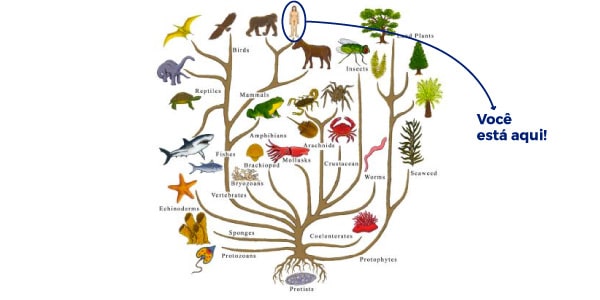 O Que Taxonomia Defini O Classifica Es E Exemplos