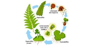 O Que S O Pterid Fitas Resumo Estruturas Classifica O E Reprodu O