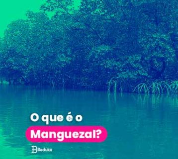 O que é o manguezal?