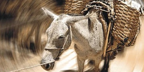 O Burrinho Pedrês no Resumo de Sagarana