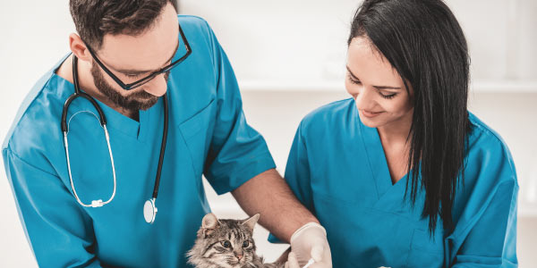 Medicina Veterinária no Sisu 2023: consulte notas de corte de