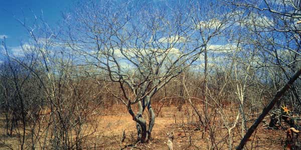 Biomas brasileiros - Caatinga: terra seca e alaranjada com muitas árvores secas de tronco cinza e retorcido