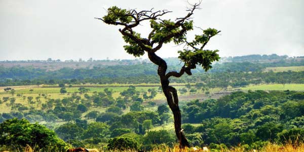 Cerrado: tronco retorcido e planície com pouca vegetação, verde amarelado ao fundo