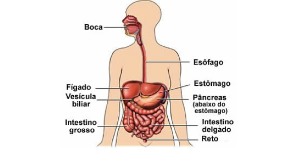 fisiologia do sistema digestivo