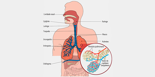 fisiologia do sistema respiratório