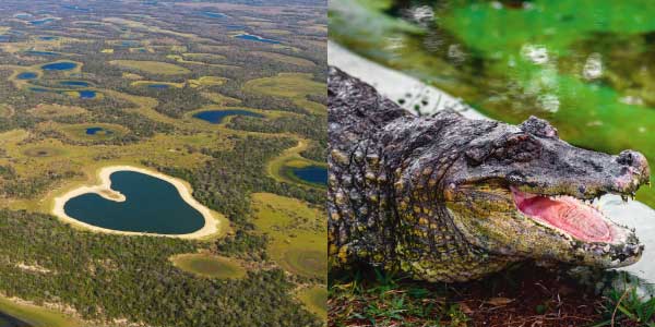 Biomas brasileiros - Pantanal: campos alagados numa planície de plantas não muito altase um jacaré com a boca aberta