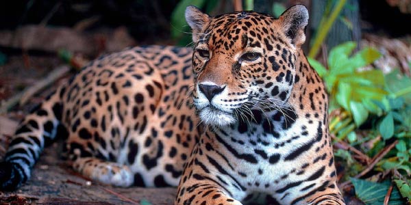 Ecologia e meio ambiente: onça é uma espécie que junta de outras vive em população num meio ambiente