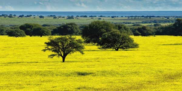 Biomas brasileiros - Pampa: grama cor verde limão rasteira e uma árore verde ao centro