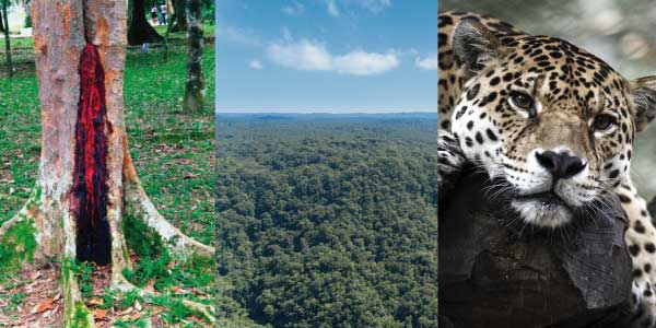 Biomas brasileiros - Mata Atlântica:pau brasil com o tronco mostrando a cor vermelha, áravores altas e uma onça pintada descansando