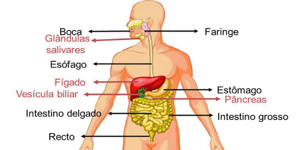 Sistema Digestório com cada órgão: boca, faringe, esôfago, estômago, intestino delgado, intestino grosso, reto e ânus 