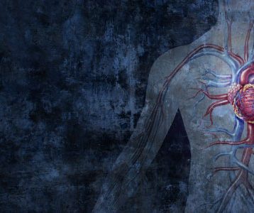 Sistema Circulatório Humano