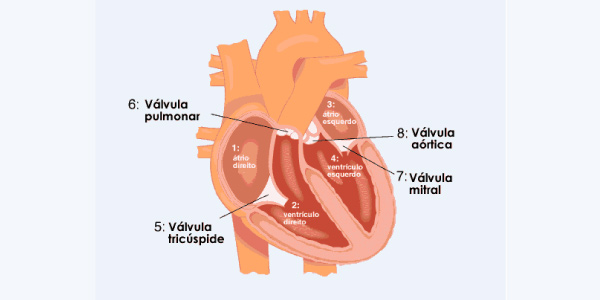 anatomia coração