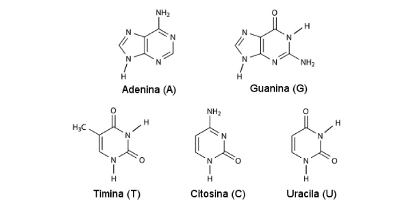 bases nitrogenadas dos ácidos nucleicos