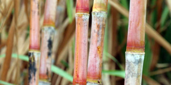 agricultura de cana de açúcar no brasil