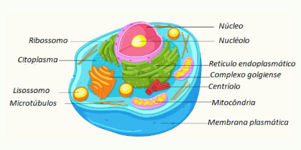 celula animal Células Eucariotas Beduka Tudo sobre ENEM SISU FIES ProUni e vestibulares