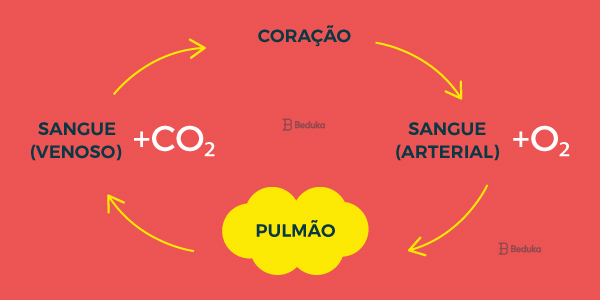 circulação pulmonar pequena circulação