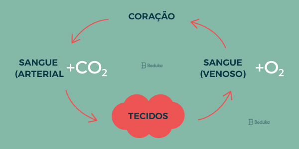 grande circulação grande circulação