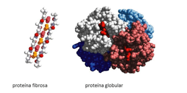 proteína fibrosa e globular