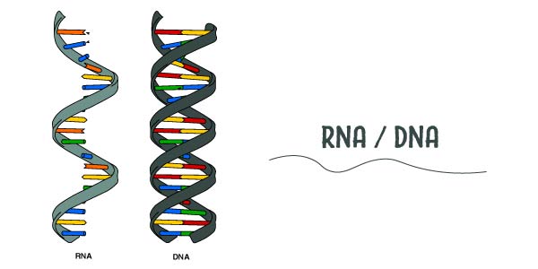 ácidos nucleios (RNA e DNA)