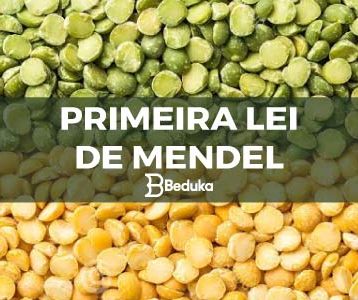 APRENDA-QUAL-A-PRIMEIRA-LEI-DE-MENDEL