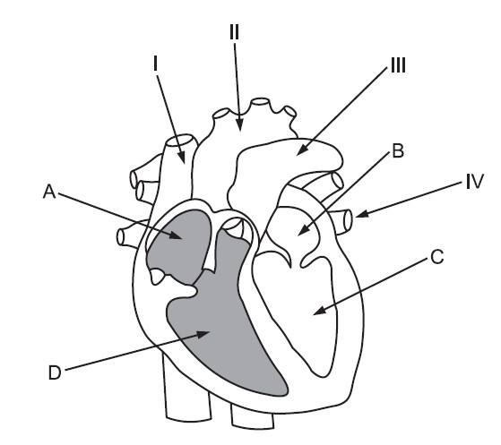 Exercícios sobre Sistema Cardiovascular - Partes do coração