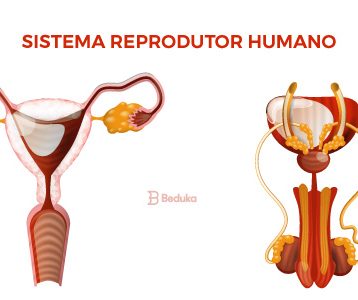 Sistema Reprodutor Humano