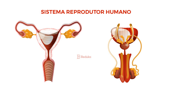 Órgãos do sistema reprodutor masculino: Anatomia, função