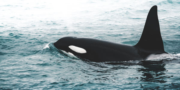 baleia mamífero reino animal