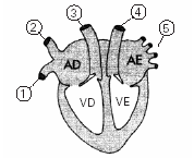 Exercícios sobre Sistema  Cardiovascular - representação do caminho percorrido pelo sangue dentro do coração