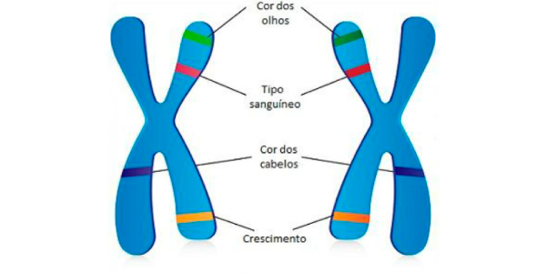 cromossomos homologos