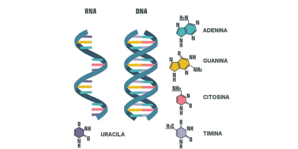 diferenca entre rna e dna Exercícios sobre Ácidos Nucleicos