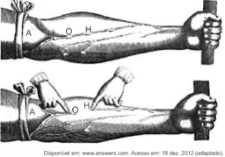 Exercícios sobre Sistema  Cardiovascular do enem com dois braços estendidos e localização de artéria e veia