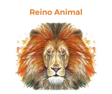 Resumo do Reino Animal