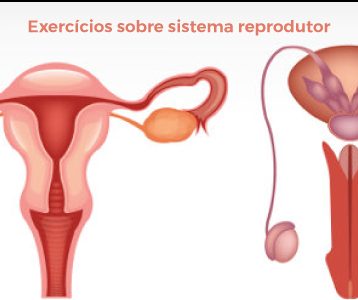 Exercícios sobre Sistema Reprodutor