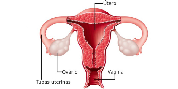 sistema reprodutor feminino com os nomes de todos os órgãos