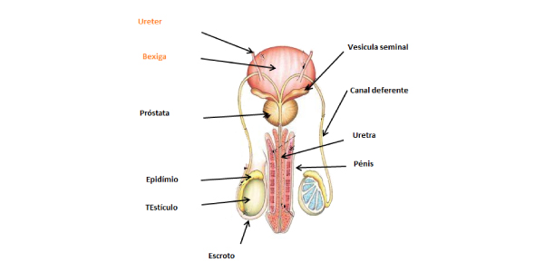 sistema reprodutor masculino com os nomes de todos os órgãos