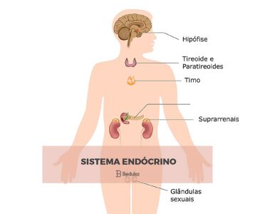 Exercícios sobre Sistema Endócrino