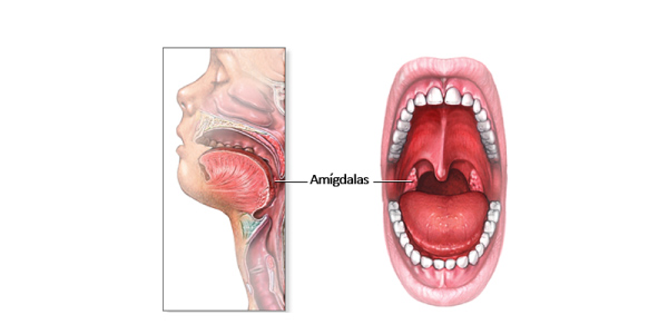 amigdalas
