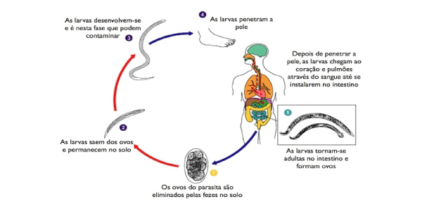 ciclo ancilostomideo