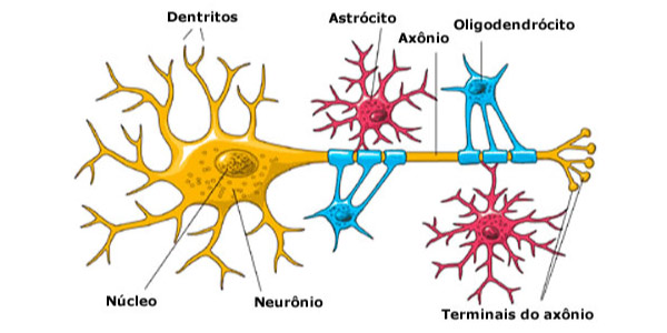 células da glia