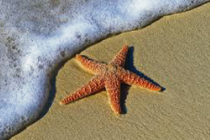 estrelas-do-mar- Reino Animal