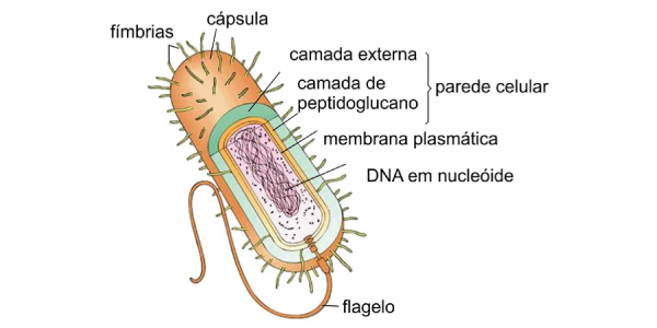 estrutura das bacterias com os nomes das partes de seu corpo 