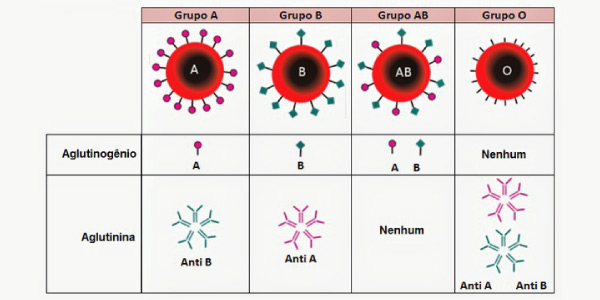desenhos dos tipos de grupos-sanguineos: A, B, AB e O