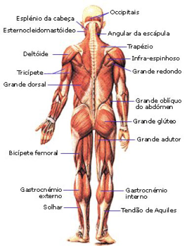 funçoes sistema muscular
