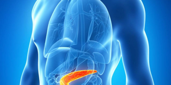 pancreas  Exercícios sobre Sistema Endócrino