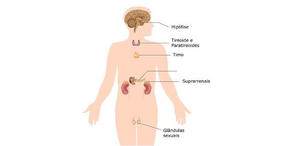 sistema-endócrino do corpo humano