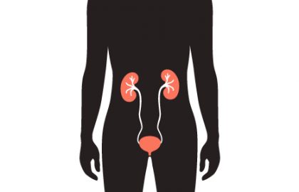 Resumo do Sistema Excretor