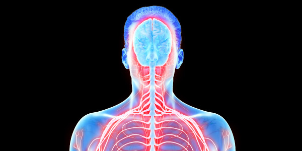 Featured image of post Imagem Do Sistema Nervoso - Veja mais ideias sobre sistema nervoso, sistema nervoso central, nervoso.